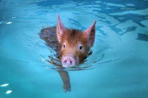 pig_swimming